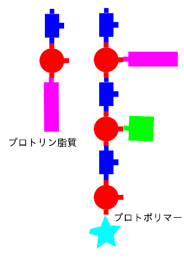 プロトリン脂質とプロトポリマーの模式図