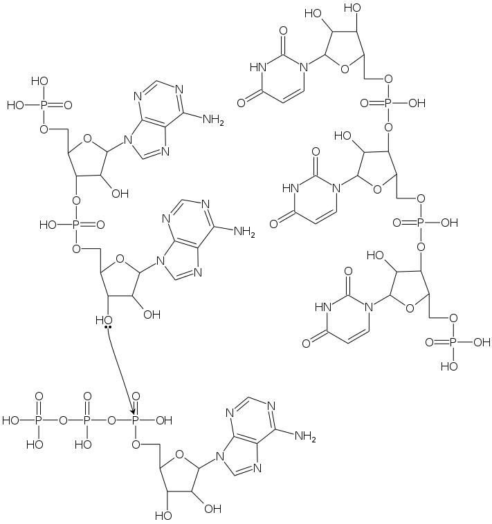 nucleotide_elongation