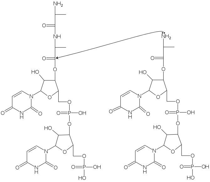 peptide_elongation
