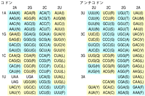 コドンとアンチコドン