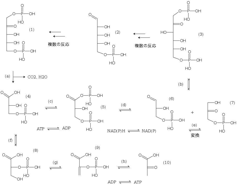 仮想的な代謝マップ