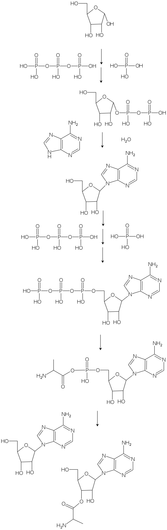 プロトポリマーの伸長に重要な反応