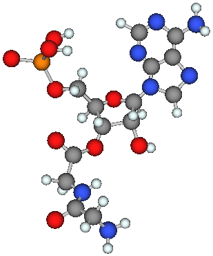ペプチジル-tRNA のコア部分
