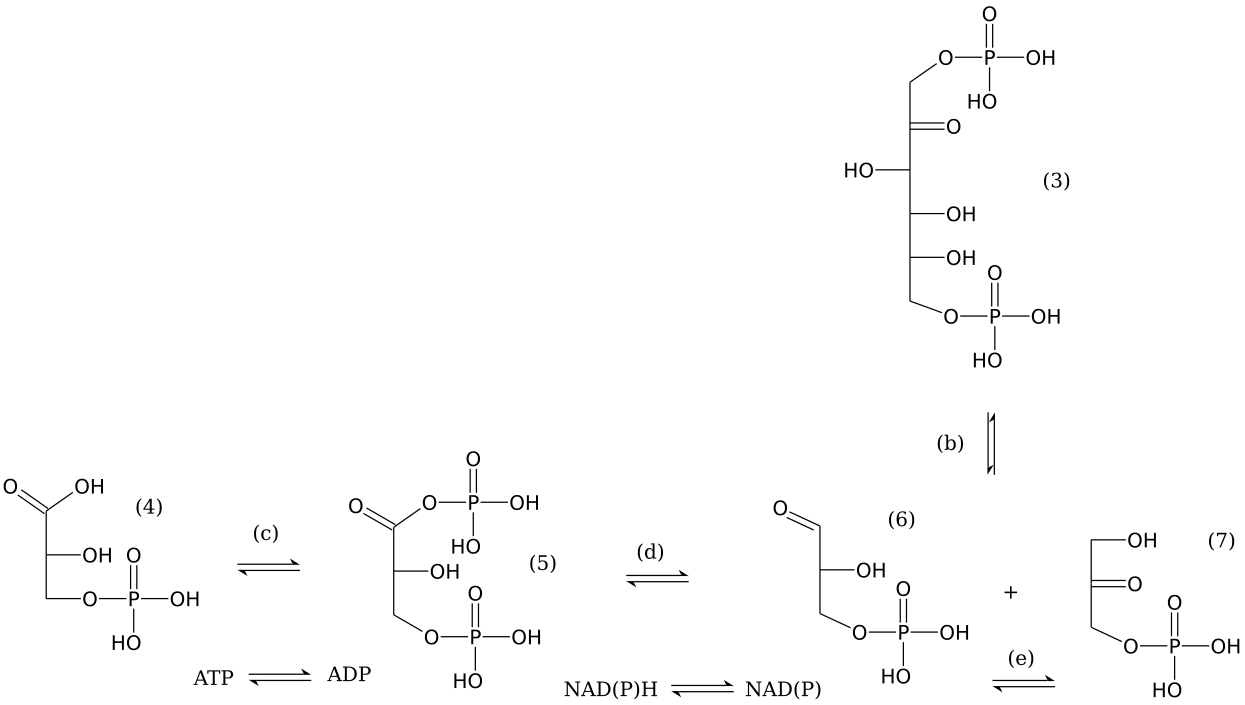 解糖系とペントースリン酸サイクルの共通部分