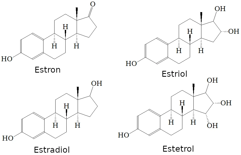 エストロゲンの構造式