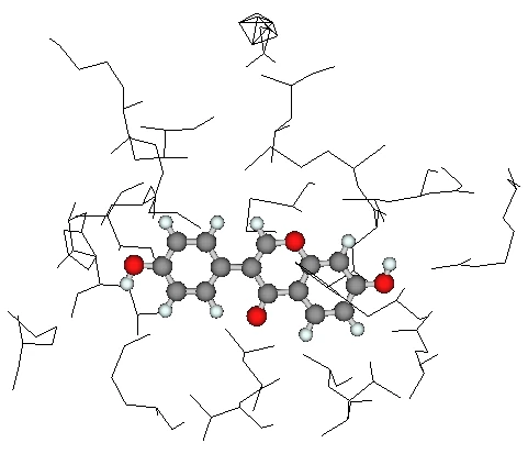 イソフラボン-エストロゲンレセプター複合体モデル