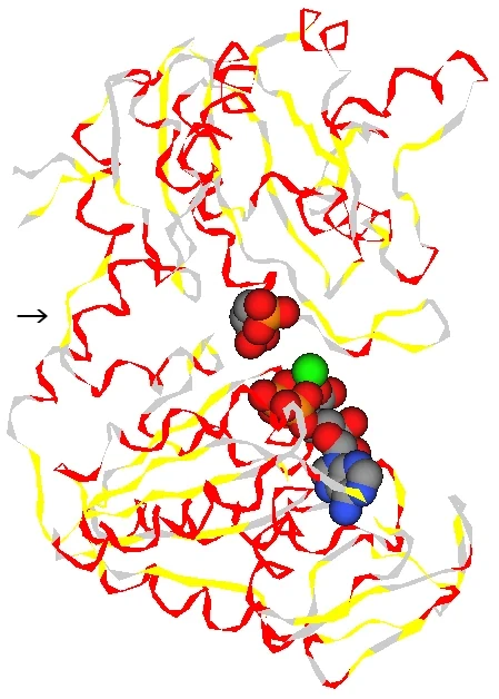 ホスホグリセレートキナーゼ