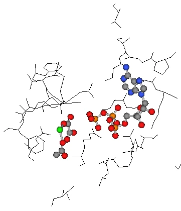 1A5U の活性中心