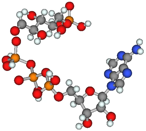 1U9Z の基質モデル