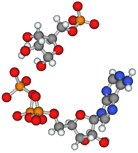 6NFEの基質モデル